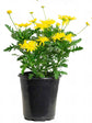 Euryops Chrysanthemoides