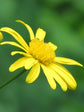 Euryops Chrysanthemoides