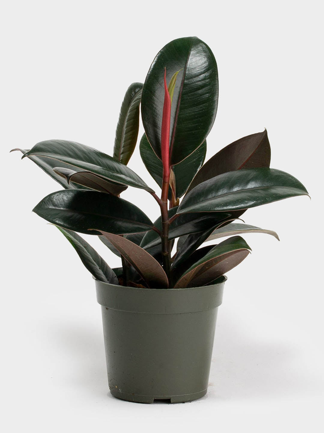 Ficus Elastica Burgundy Plant or Rubber Tree ,Ficus Robusta, Ficus Decora with Burgundy coloured leaves