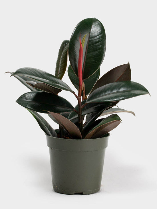 Ficus Elastica Burgundy Plant or Rubber Tree ,Ficus Robusta, Ficus Decora with Burgundy coloured leaves