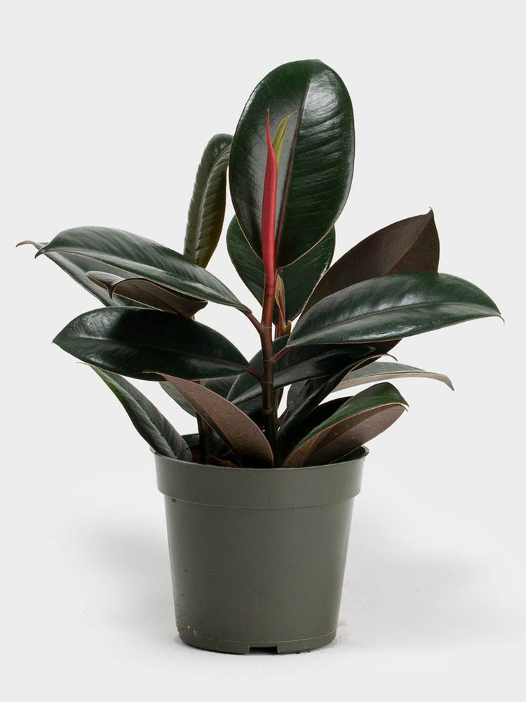 Ficus Elastica Burgundy Plant or Rubber Tree ,Ficus Robusta, Ficus Decora with Burgundy coloured leaves