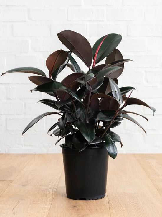 Ficus Elastica Dwarf Black Plant or Rubber Tree ,Ficus Robusta, Ficus Decora with Blackish Green coloured leaves