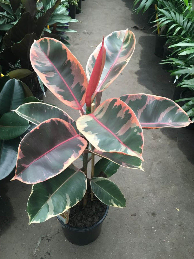 Ficus Elastica Red Ruby Plant or Rubber Tree ,Ficus Robusta, Ficus Decora with Red, Yellow and Green Patches coloured leaves