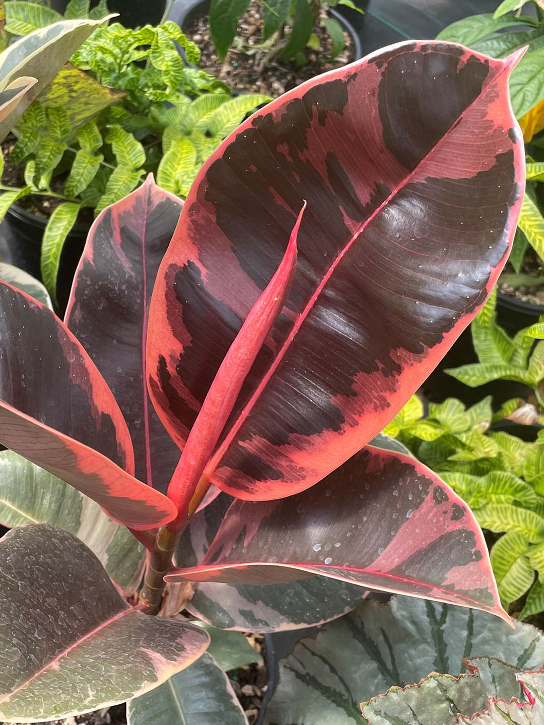 10 Inch Ficus Ruby Red Ruby Rubber Plant – Potclay