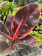 Ficus Elastica Red Ruby 