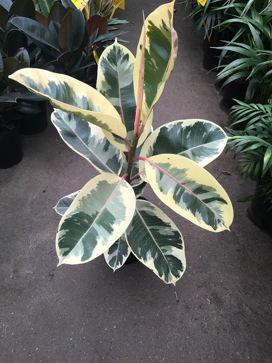 Ficus Elastica Tineke Plant or Tineke Rubber Plant with Green, Yellow or White coloured leaves
