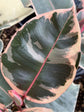 Ficus Elastica Tineke 
