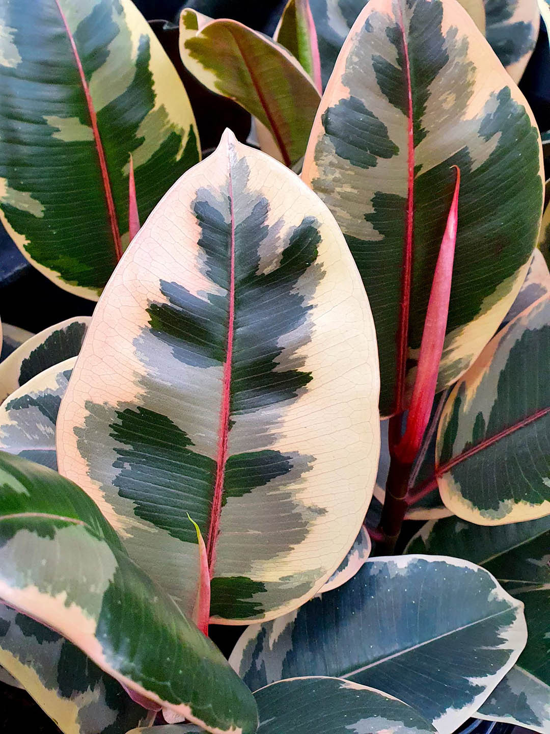 Ficus Elastica Tineke 