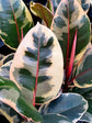 Ficus Elastica Tineke 