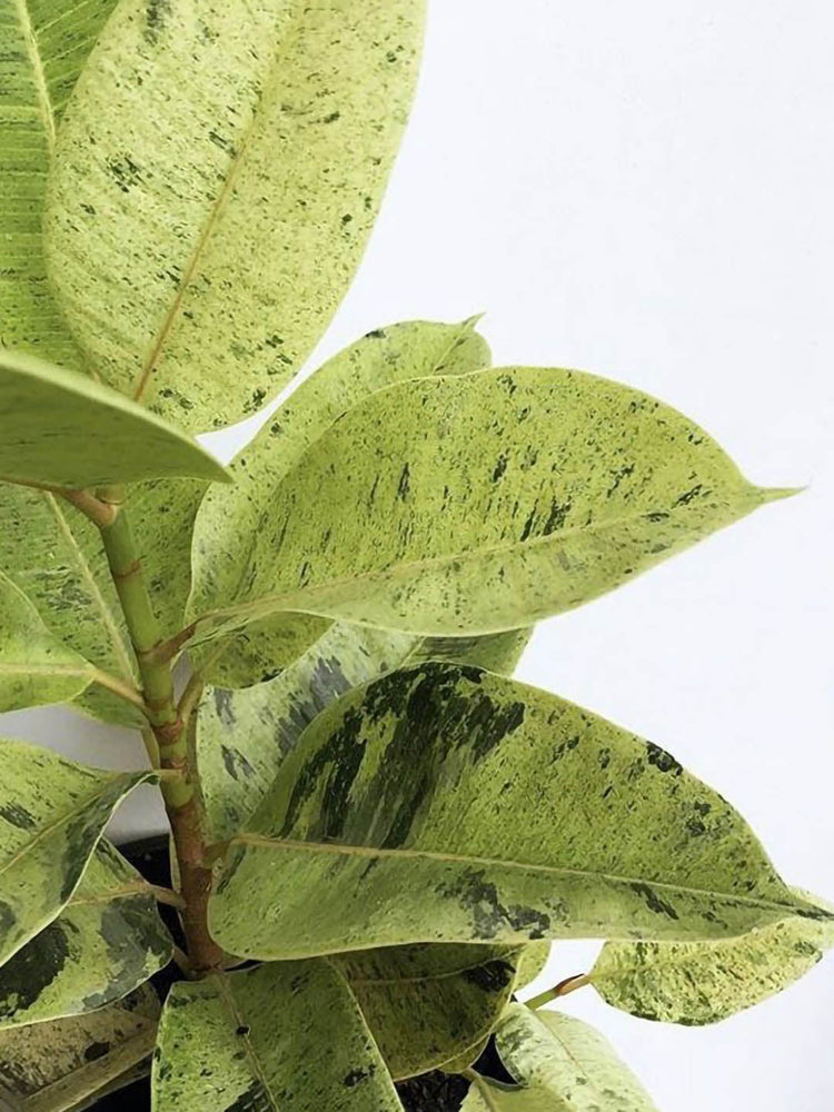 Ficus Elastica Shivereana