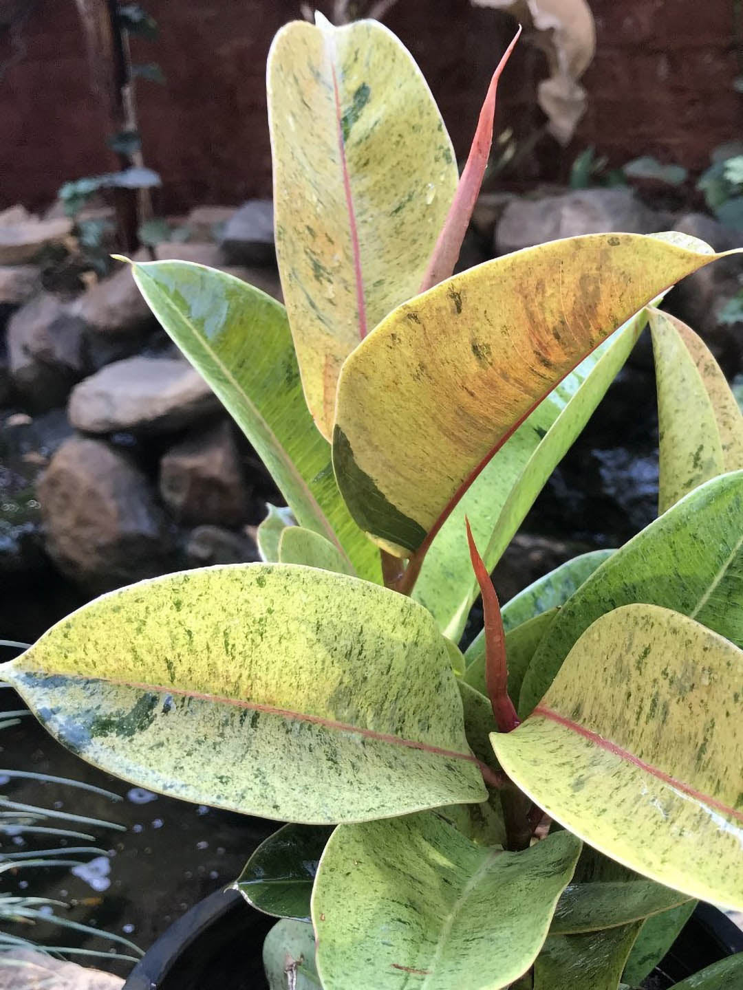 Ficus Elastica Shivereana