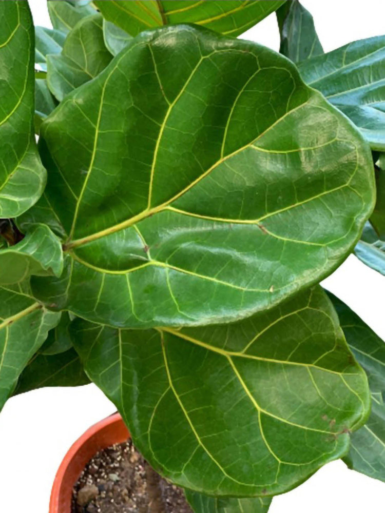 Ficus Lyrata Bambino Plant or Fiddle Leaf Fig with Green coloured leaves