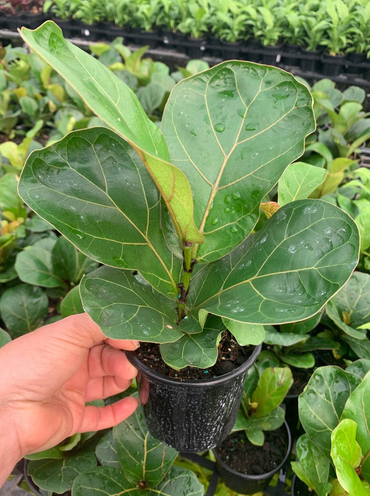Ficus Lyrata Bambino