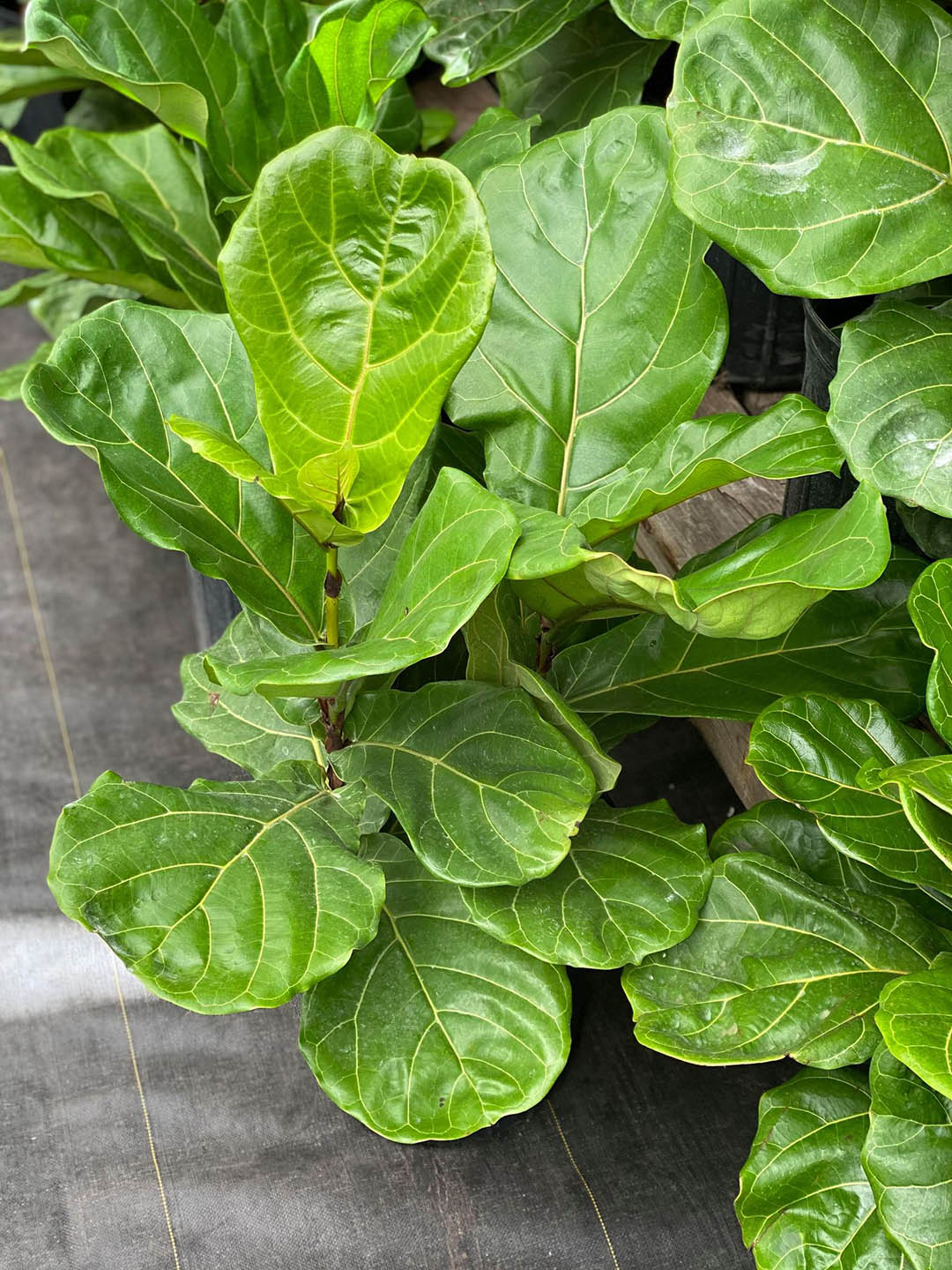 Ficus Lyrata Bambino