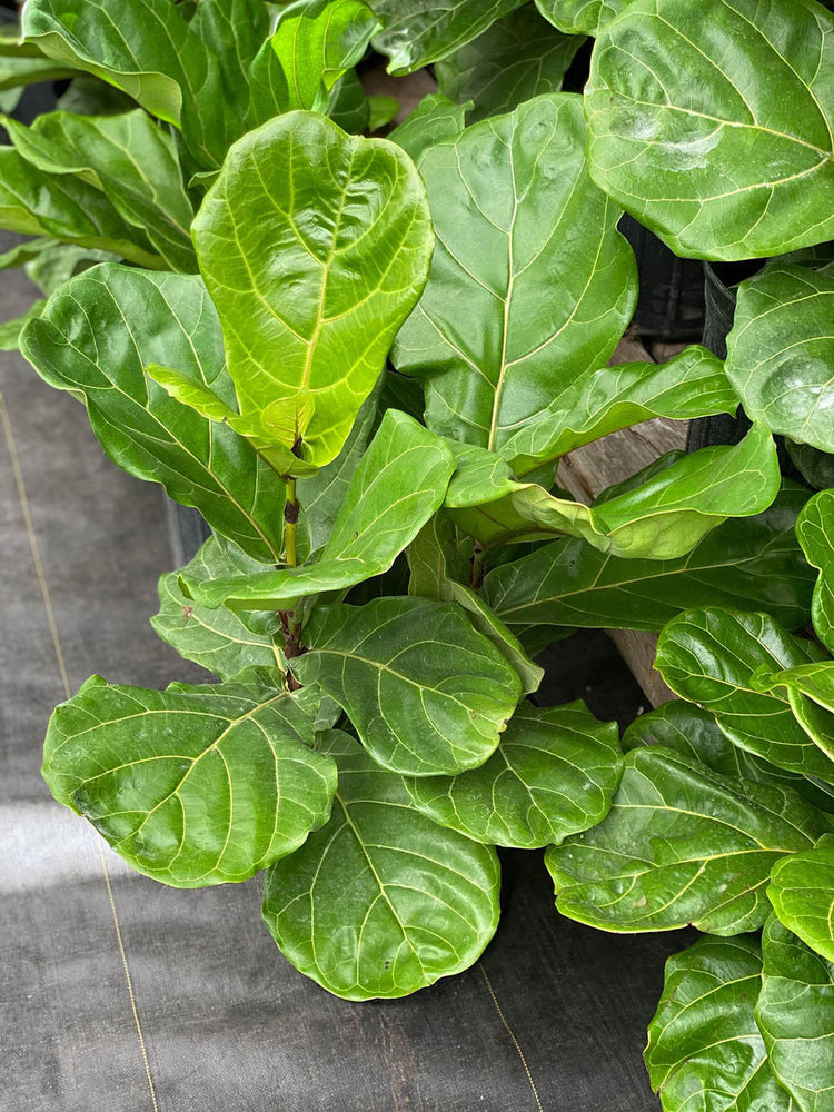 Ficus Lyrata Bambino