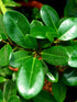Ficus Microcarpa Plant or Chinese Banyan, India Laurel,Common Fig with Green coloured leaves