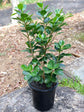 Ficus Microcarpa