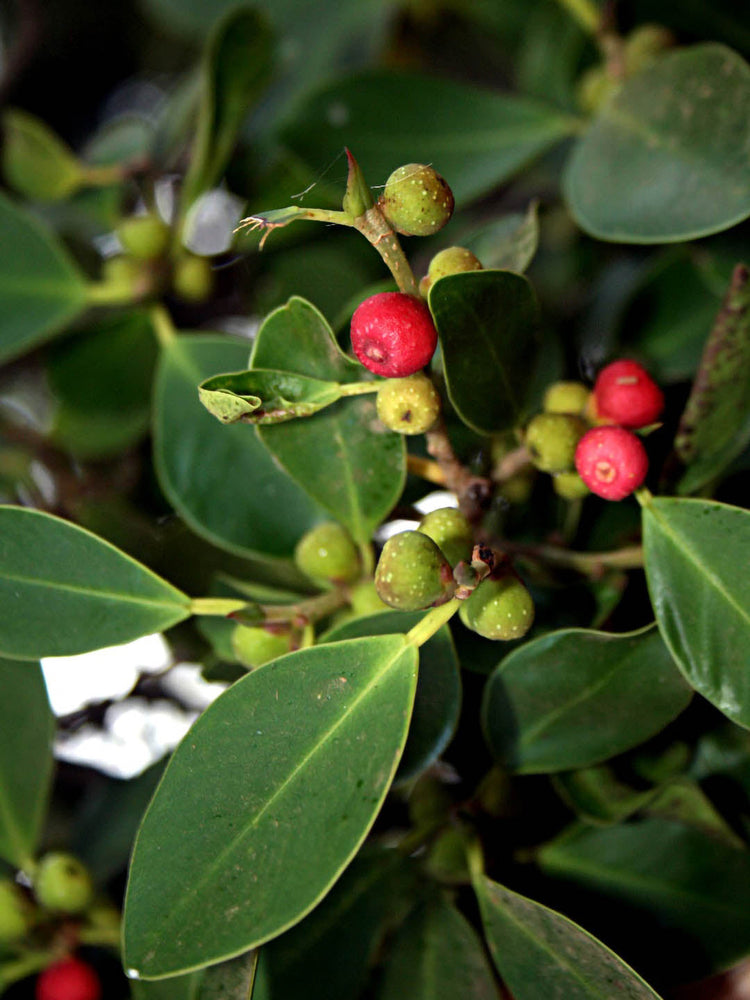 Ficus Microcarpa