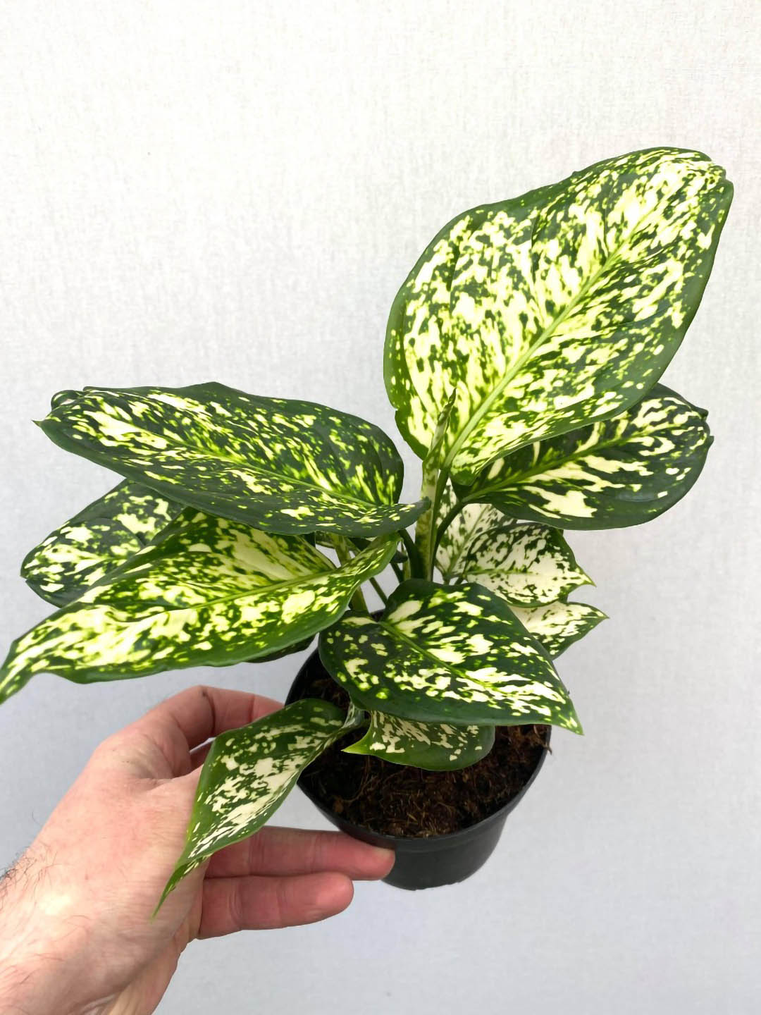 Aglaonema Snow White Plant or Chinese Evergreen with White Splashes on Green coloured leaves