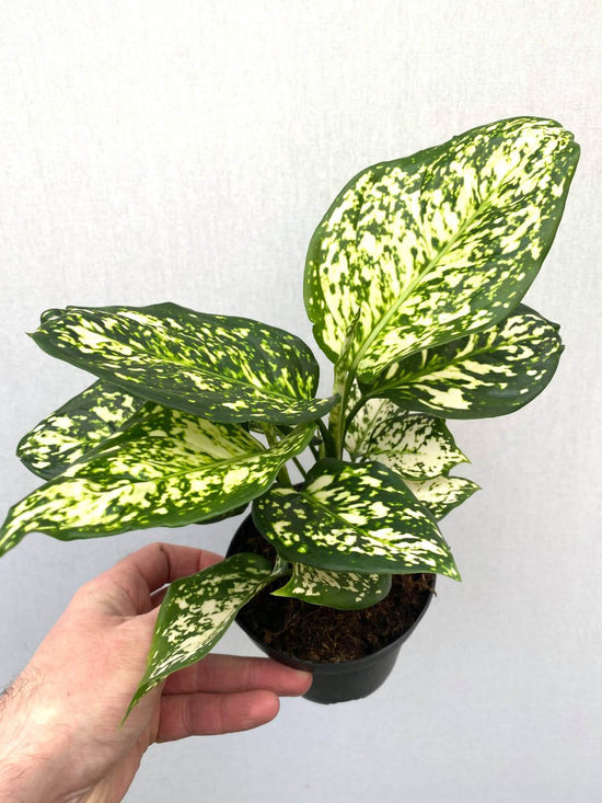 Aglaonema Snow White Plant or Chinese Evergreen with White Splashes on Green coloured leaves