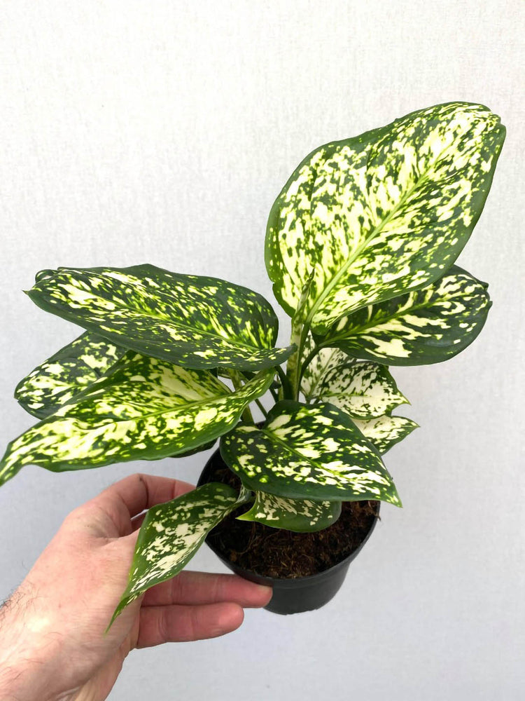 Aglaonema Snow White Plant or Chinese Evergreen with White Splashes on Green coloured leaves