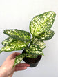 Aglaonema Snow White Plant or Chinese Evergreen with White Splashes on Green coloured leaves