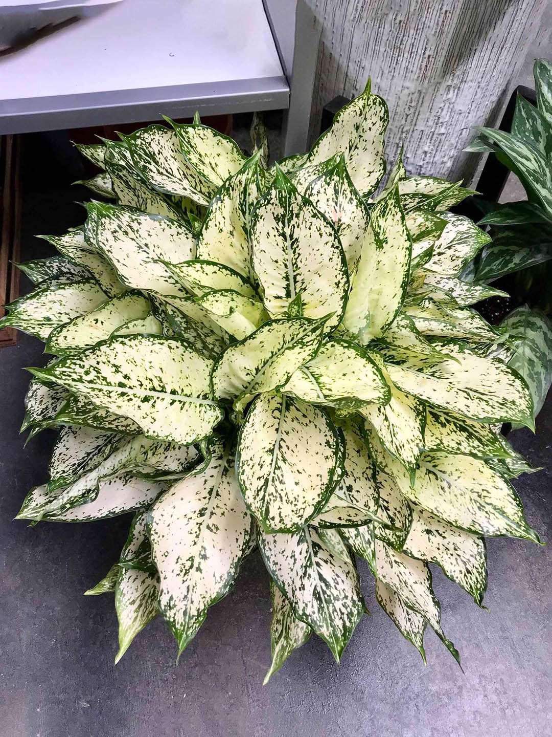 Aglaonema Snow White