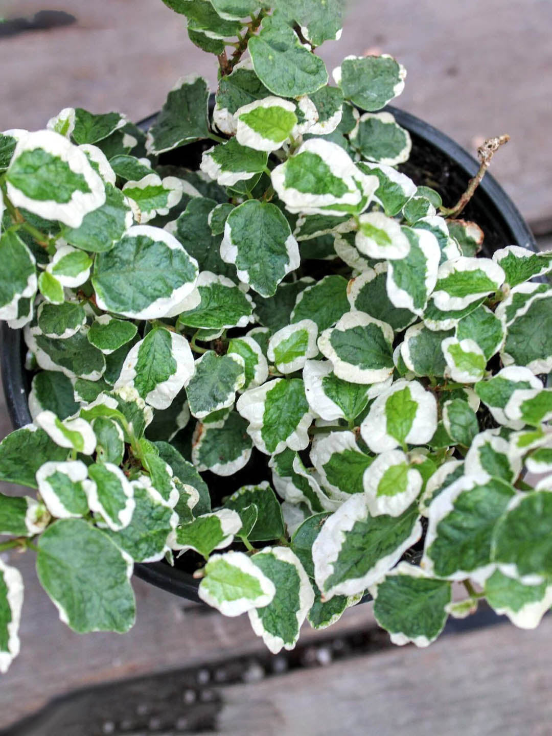 Ficus Pumila Variegata Plant or Creeping Fig with Creamy White and Green Patches coloured leaves