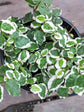 Ficus Pumila Variegata Plant or Creeping Fig with Creamy White and Green Patches coloured leaves