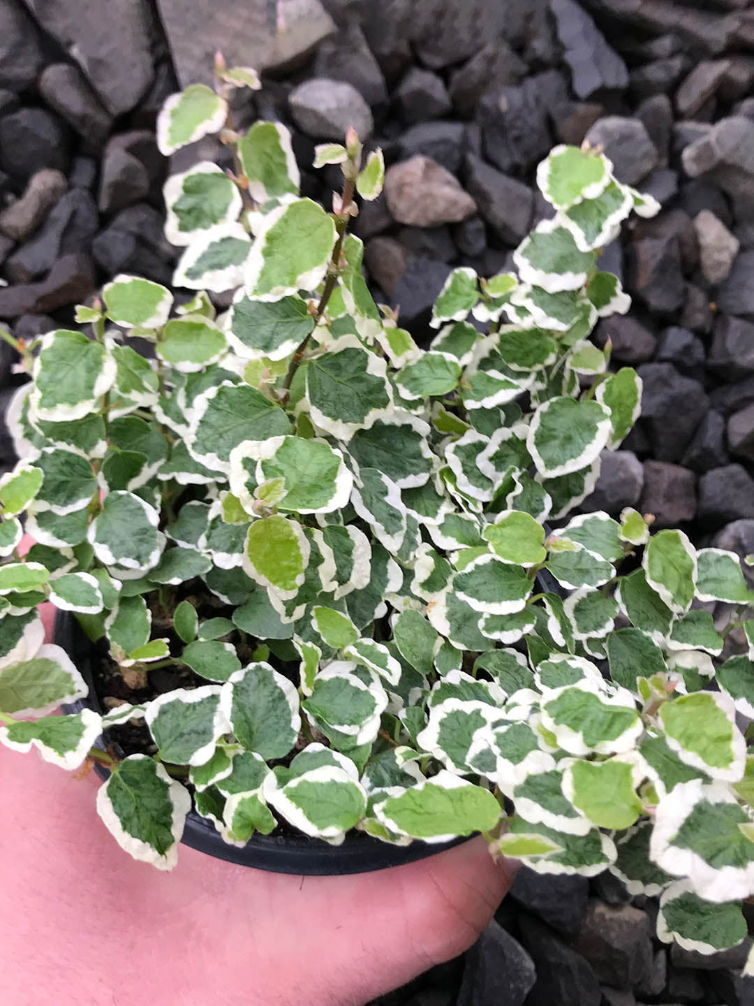 Ficus Pumila Variegata