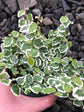 Ficus Pumila Variegata