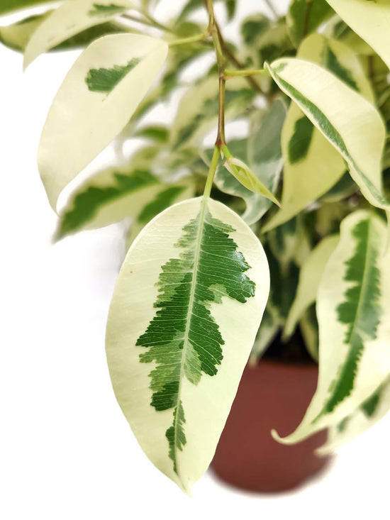 Ficus Starlight Plant or Variegated Weeping Fig, Ficus Prestige with Cream White and Green Patches coloured leaves