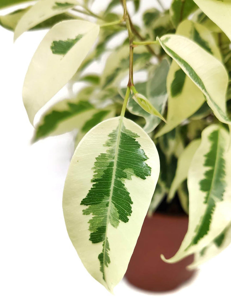 Ficus Starlight Plant or Variegated Weeping Fig, Ficus Prestige with Cream White and Green Patches coloured leaves