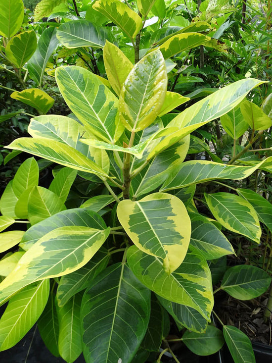 Ficus Benghalensis Variegata Plant or Variegated Banyan with Green, Yellow coloured leaves