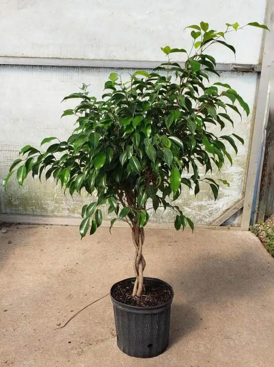 Ficus Benjamina Plant or Weeping Fig with Green coloured leaves