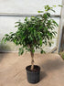 Ficus Benjamina Plant or Weeping Fig with Green coloured leaves