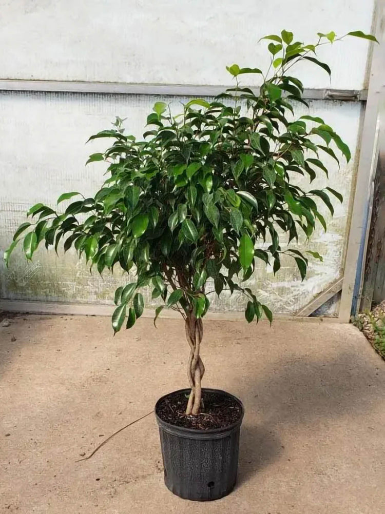 Ficus Benjamina Plant or Weeping Fig with Green coloured leaves