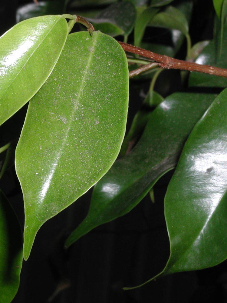 Ficus Benjamina