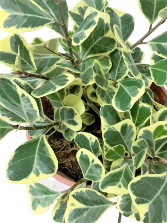 Ficus Triangularis Variegata Plant or Sweetheart Tree with Green, Yellow coloured leaves