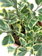 Ficus Triangularis Variegata Plant or Sweetheart Tree with Green, Yellow coloured leaves
