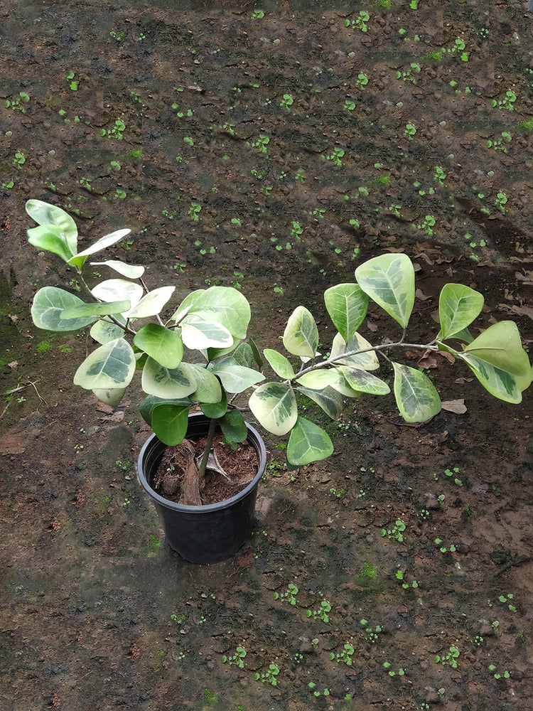 Ficus Triangularis Variegata