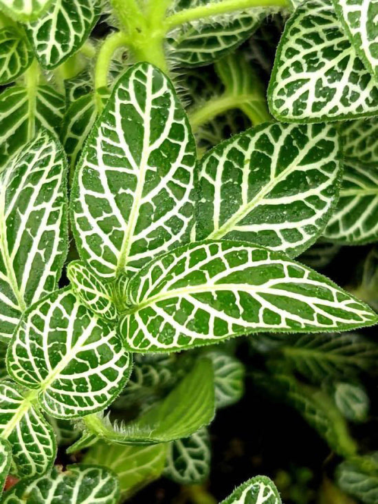 Fittonia Albivenis Angel Snow Plant or Nerve Plant, Mosaic Plant with White Vein on Green coloured leaves