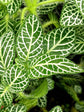 Fittonia Albivenis Angel Snow Plant or Nerve Plant, Mosaic Plant with White Vein on Green coloured leaves
