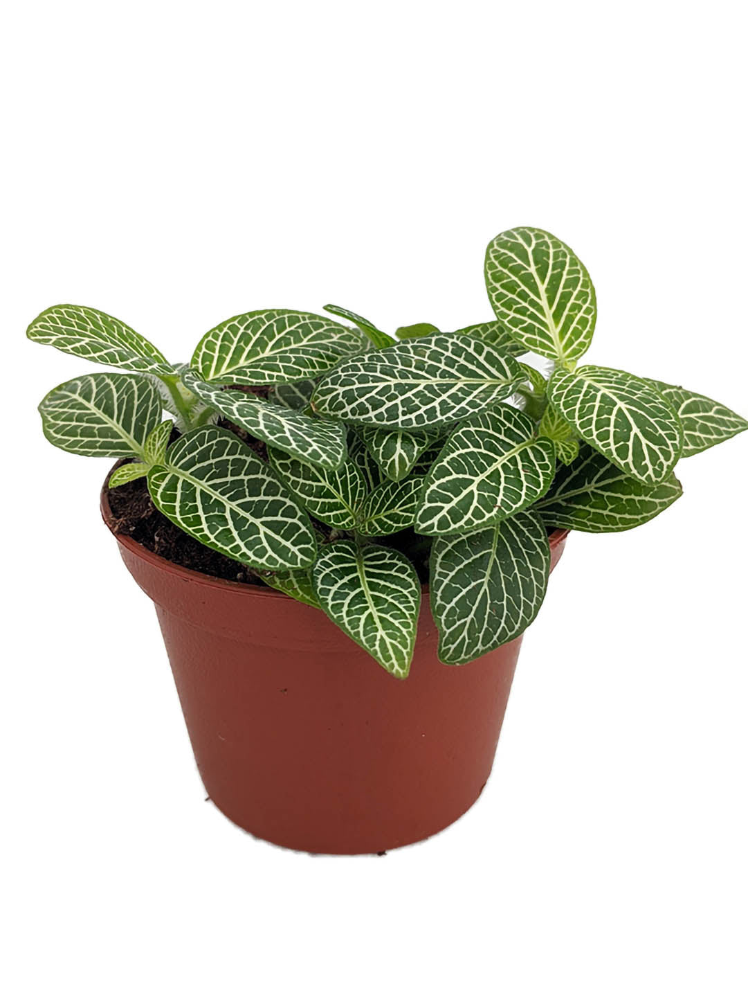 Fittonia Albivenis Angel Snow 