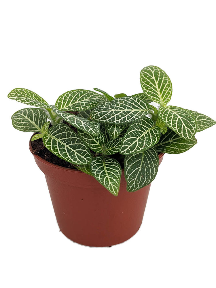 Fittonia Albivenis Angel Snow 