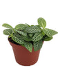 Fittonia Albivenis Angel Snow 