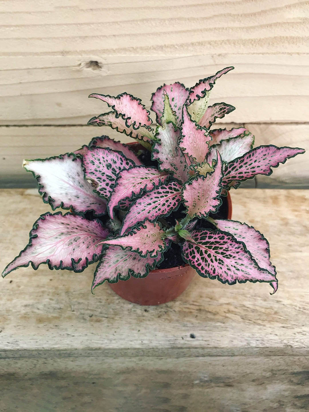 Fittonia Albivenis Frankie Plant or Nerve Plant, Mosaic Plant with Green Dots on Light Pink coloured leaves