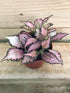 Fittonia Albivenis Frankie Plant or Nerve Plant, Mosaic Plant with Green Dots on Light Pink coloured leaves