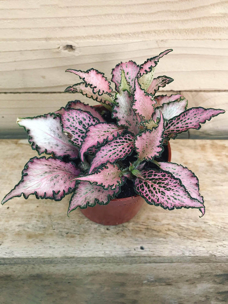 Fittonia Albivenis Frankie Plant or Nerve Plant, Mosaic Plant with Green Dots on Light Pink coloured leaves