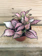 Fittonia Albivenis Frankie Plant or Nerve Plant, Mosaic Plant with Green Dots on Light Pink coloured leaves